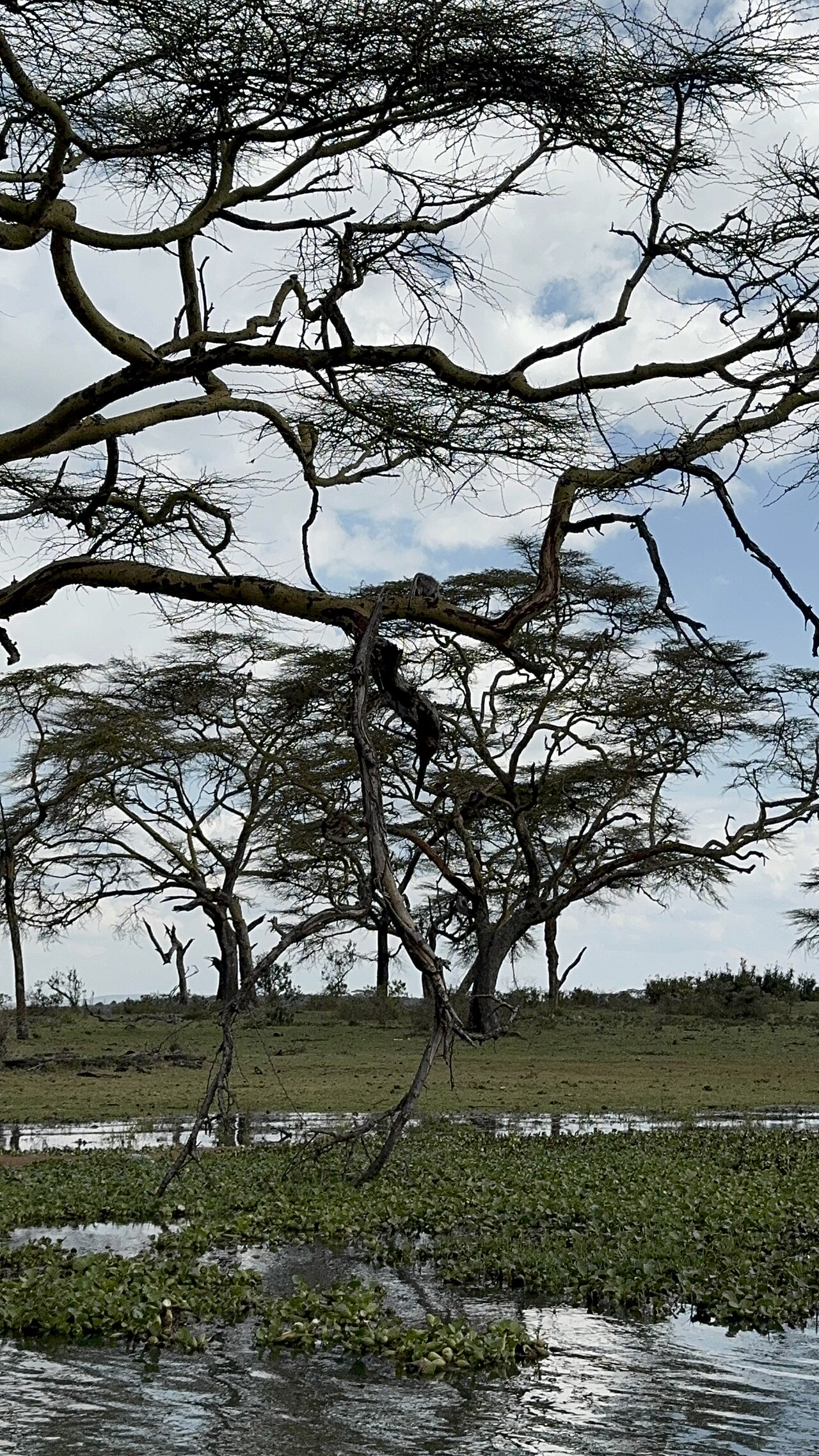 Naivasha destination view