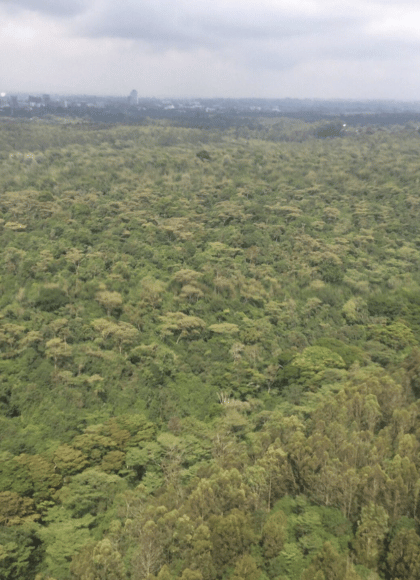 KARURA FOREST